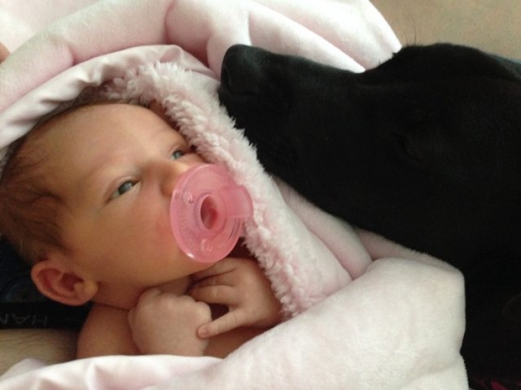 Illustration de l'article : 12 photos qui prouvent - s'il le fallait - que les chiens sont des membres à part entière de la famille