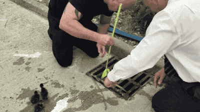 Illustration de l'article : 10 sc&egrave;nes de sauvetages d'animaux qui restaureront votre foi en l'humanit&eacute;