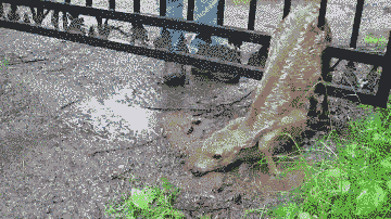 Illustration de l'article : 10 sc&egrave;nes de sauvetages d'animaux qui restaureront votre foi en l'humanit&eacute;