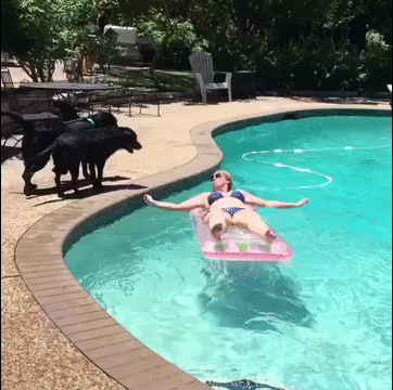 Illustration de l'article : Un chien prend sa revanche apr&egrave;s avoir &eacute;t&eacute; oblig&eacute; de porter un d&eacute;guisement ridicule