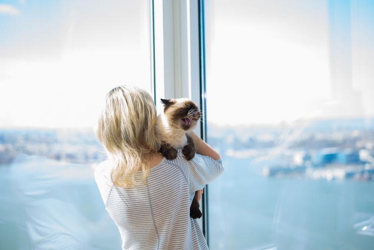 Illustration de l'article : Ils sillonnent les Etats-Unis sur les traces des chats-stars d'Internet