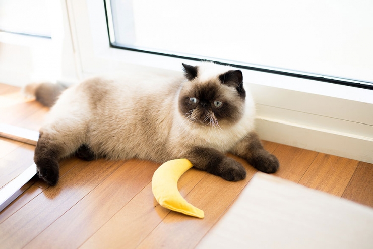 Illustration de l'article : Ils sillonnent les Etats-Unis sur les traces des chats-stars d'Internet