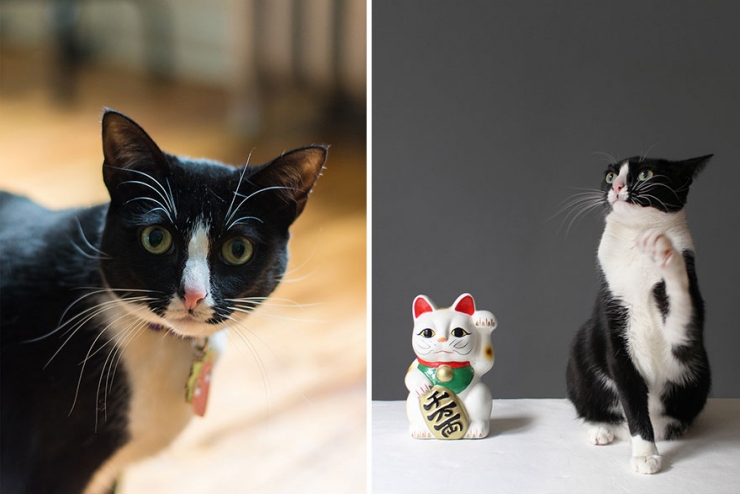 Illustration de l'article : Ils sillonnent les Etats-Unis sur les traces des chats-stars d'Internet