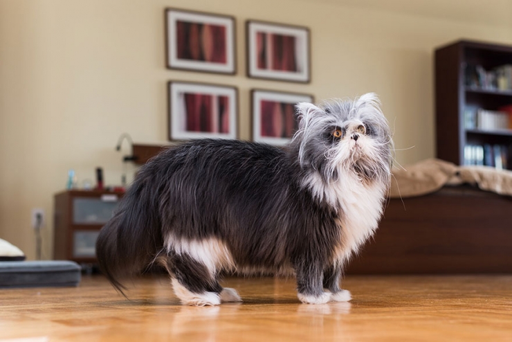 Illustration de l'article : Ils sillonnent les Etats-Unis sur les traces des chats-stars d'Internet