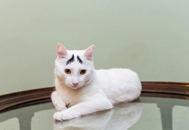 Illustration de l'article : Ils sillonnent les Etats-Unis sur les traces des chats-stars d'Internet