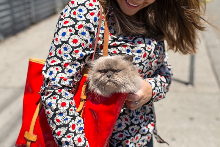 Illustration de l'article : Ils sillonnent les Etats-Unis sur les traces des chats-stars d'Internet