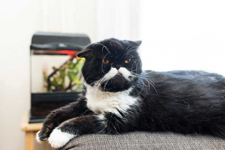 Illustration de l'article : Ils sillonnent les Etats-Unis sur les traces des chats-stars d'Internet