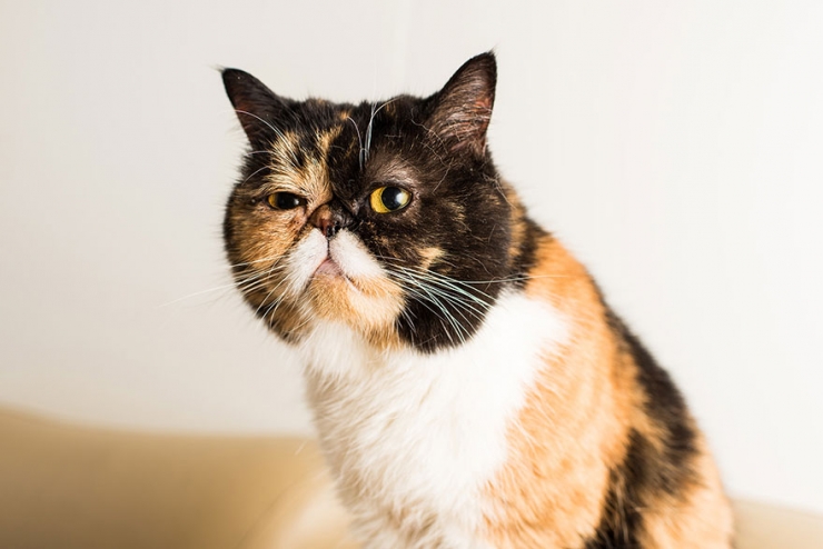 Illustration de l'article : Ils sillonnent les Etats-Unis sur les traces des chats-stars d'Internet