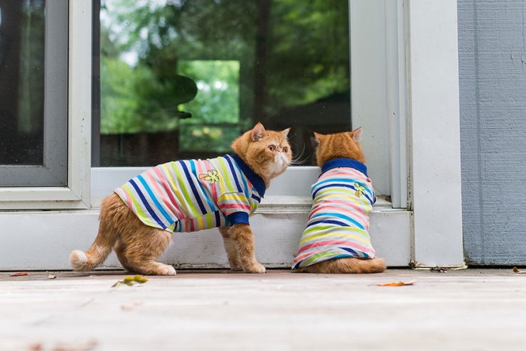 Illustration de l'article : Ils sillonnent les Etats-Unis sur les traces des chats-stars d'Internet