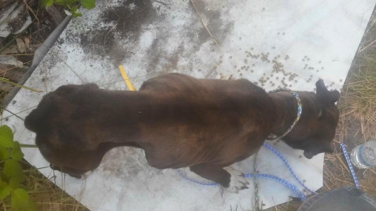 Illustration de l'article : Il sauve un chien coinc&eacute; au fond d'un puits