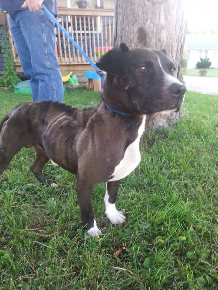 Illustration de l'article : Il sauve un chien coinc&eacute; au fond d'un puits