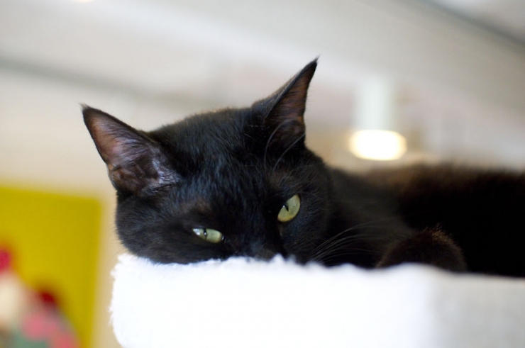 Illustration de l'article : Apr&egrave;s le bar &agrave; chats, voici le bar &agrave; chats noirs