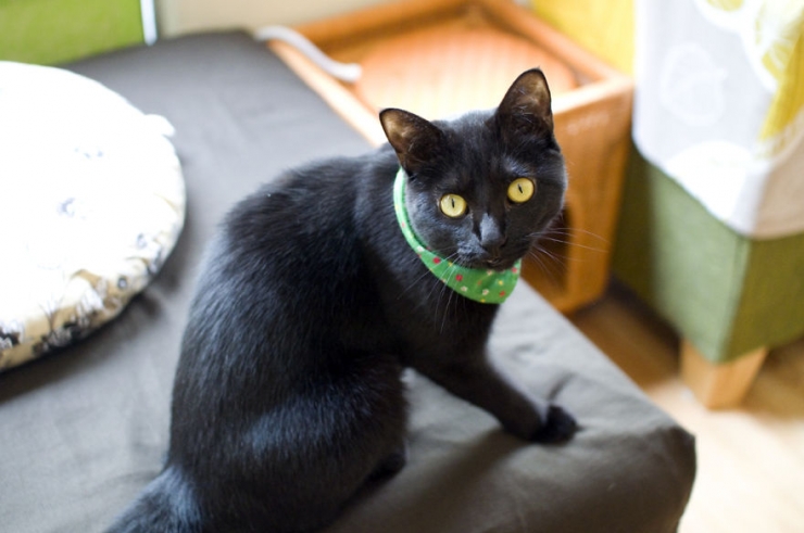 Illustration de l'article : Apr&egrave;s le bar &agrave; chats, voici le bar &agrave; chats noirs