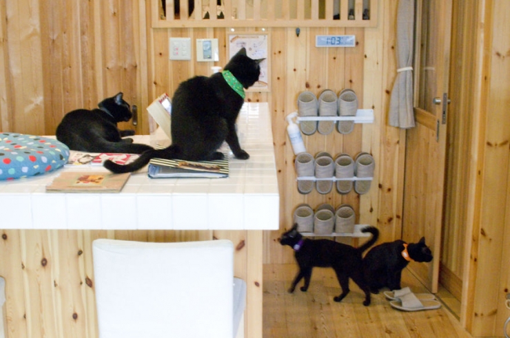 Illustration de l'article : Apr&egrave;s le bar &agrave; chats, voici le bar &agrave; chats noirs