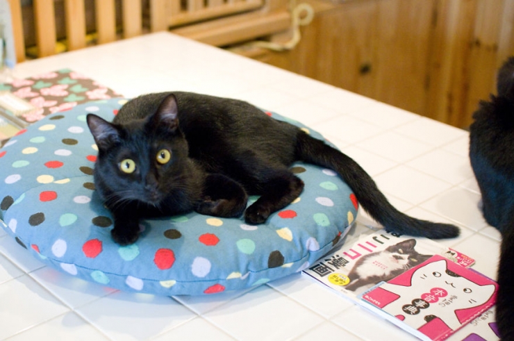 Illustration de l'article : Apr&egrave;s le bar &agrave; chats, voici le bar &agrave; chats noirs