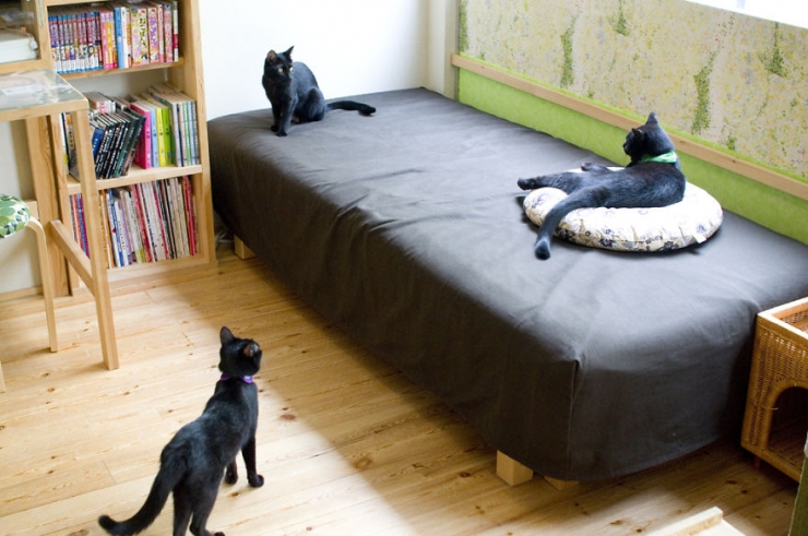 Illustration de l'article : Apr&egrave;s le bar &agrave; chats, voici le bar &agrave; chats noirs