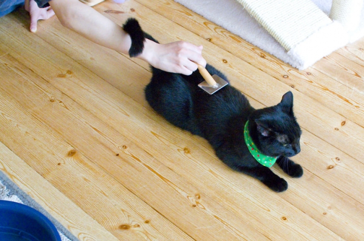 Illustration de l'article : Apr&egrave;s le bar &agrave; chats, voici le bar &agrave; chats noirs