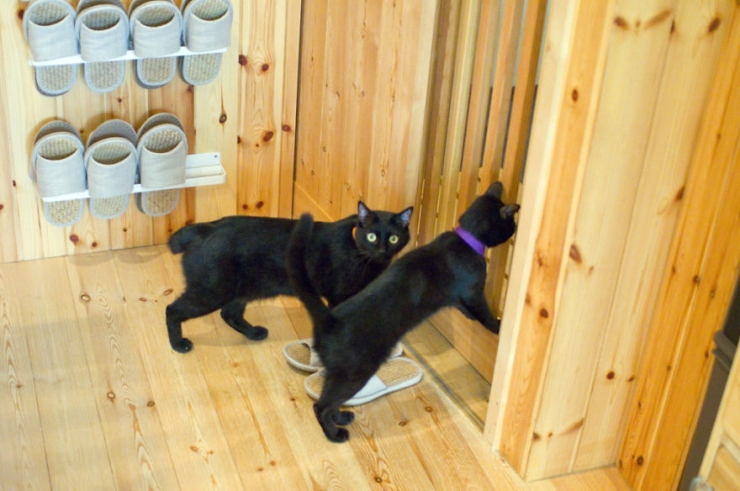 Illustration de l'article : Apr&egrave;s le bar &agrave; chats, voici le bar &agrave; chats noirs