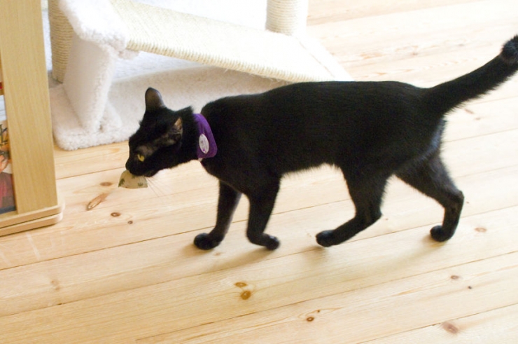 Illustration de l'article : Apr&egrave;s le bar &agrave; chats, voici le bar &agrave; chats noirs