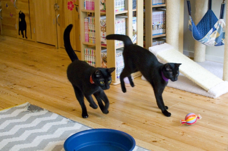 Illustration de l'article : Apr&egrave;s le bar &agrave; chats, voici le bar &agrave; chats noirs