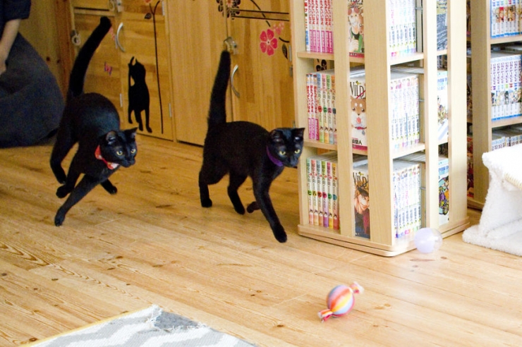 Illustration de l'article : Apr&egrave;s le bar &agrave; chats, voici le bar &agrave; chats noirs