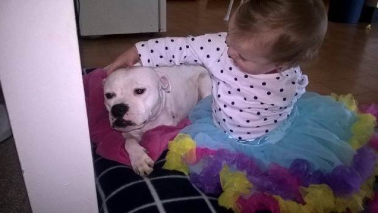 Illustration de l'article : Une amitié touchante entre une petite fille et un chien qui sont tous les deux nés avec un membre en moins...