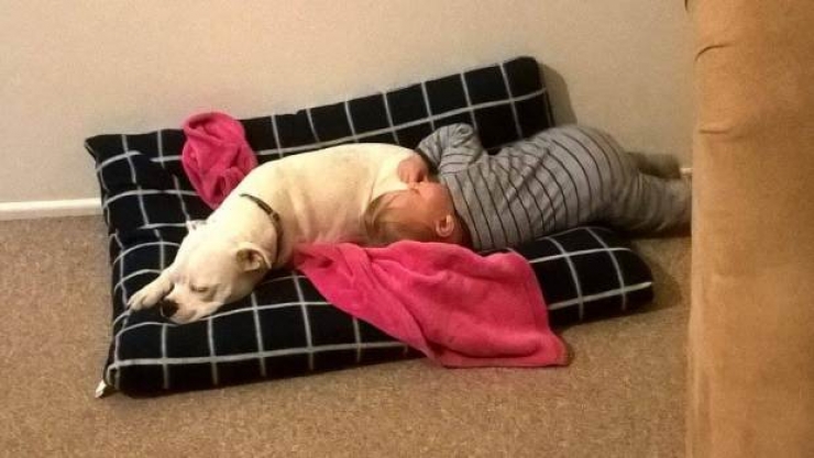 Illustration de l'article : Une amitié touchante entre une petite fille et un chien qui sont tous les deux nés avec un membre en moins...