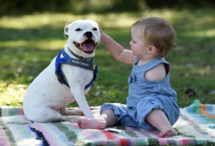 Illustration de l'article : Une amitié touchante entre une petite fille et un chien qui sont tous les deux nés avec un membre en moins...