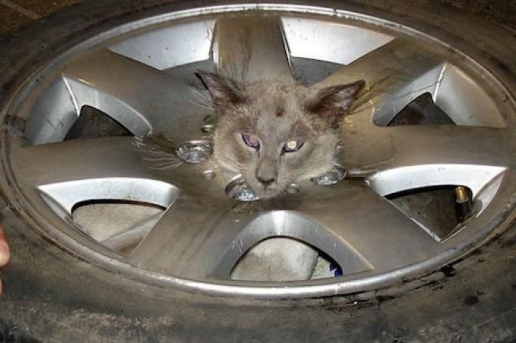 Illustration de l'article : Ces chats qui ont le chic de se mettre dans des situations pas possibles (12 photos)