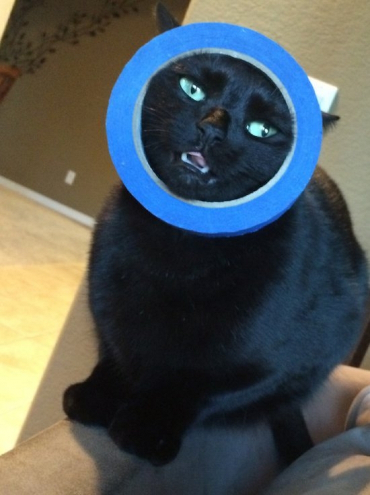 Illustration de l'article : Ces chats qui ont le chic de se mettre dans des situations pas possibles (12 photos)