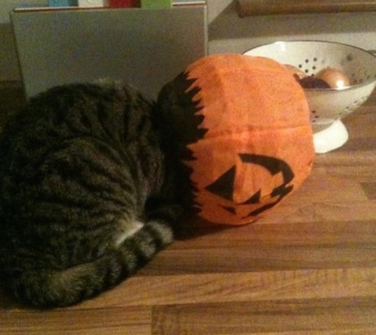 Illustration de l'article : Ces chats qui ont le chic de se mettre dans des situations pas possibles (12 photos)