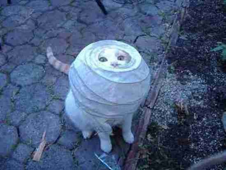 Illustration de l'article : Ces chats qui ont le chic de se mettre dans des situations pas possibles (12 photos)