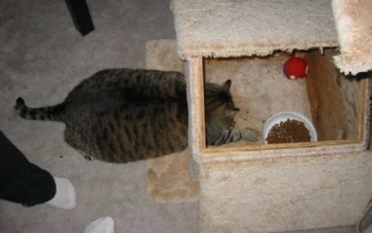 Illustration de l'article : Ces chats qui ont le chic de se mettre dans des situations pas possibles (12 photos)