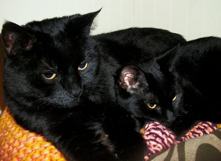 Illustration de l'article : 14 adorables photos de chats avec leurs versions réduites