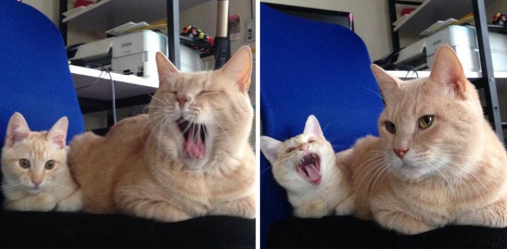 Illustration de l'article : 14 adorables photos de chats avec leurs versions réduites