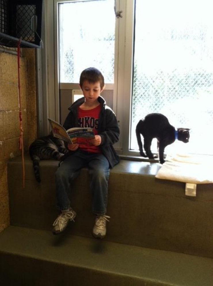 Illustration de l'article : Book Buddies : ces enfants qui font la lecture aux chats abandonnés