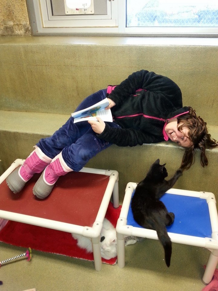 Illustration de l'article : Book Buddies : ces enfants qui font la lecture aux chats abandonnés