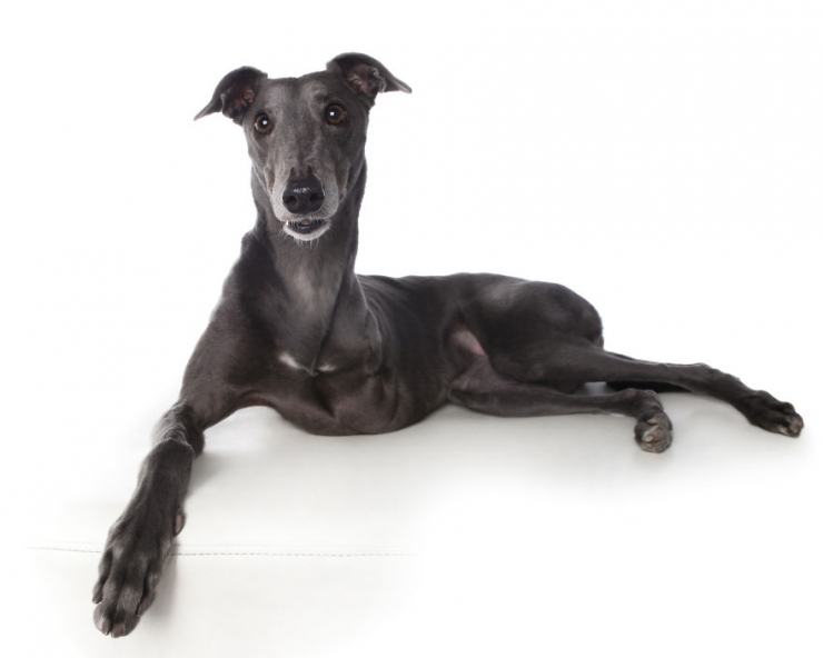 Illustration de l'article : Gravement malades ou handicapés, ces merveilleux animaux ont posé pour Alex Cearns (16 photos)