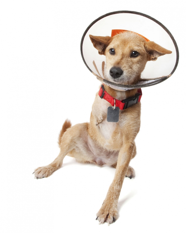 Illustration de l'article : Gravement malades ou handicapés, ces merveilleux animaux ont posé pour Alex Cearns (16 photos)