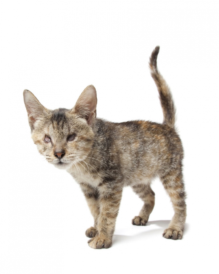 Illustration de l'article : Gravement malades ou handicapés, ces merveilleux animaux ont posé pour Alex Cearns (16 photos)