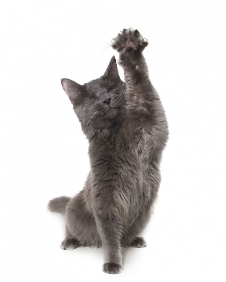 Illustration de l'article : Gravement malades ou handicapés, ces merveilleux animaux ont posé pour Alex Cearns (16 photos)