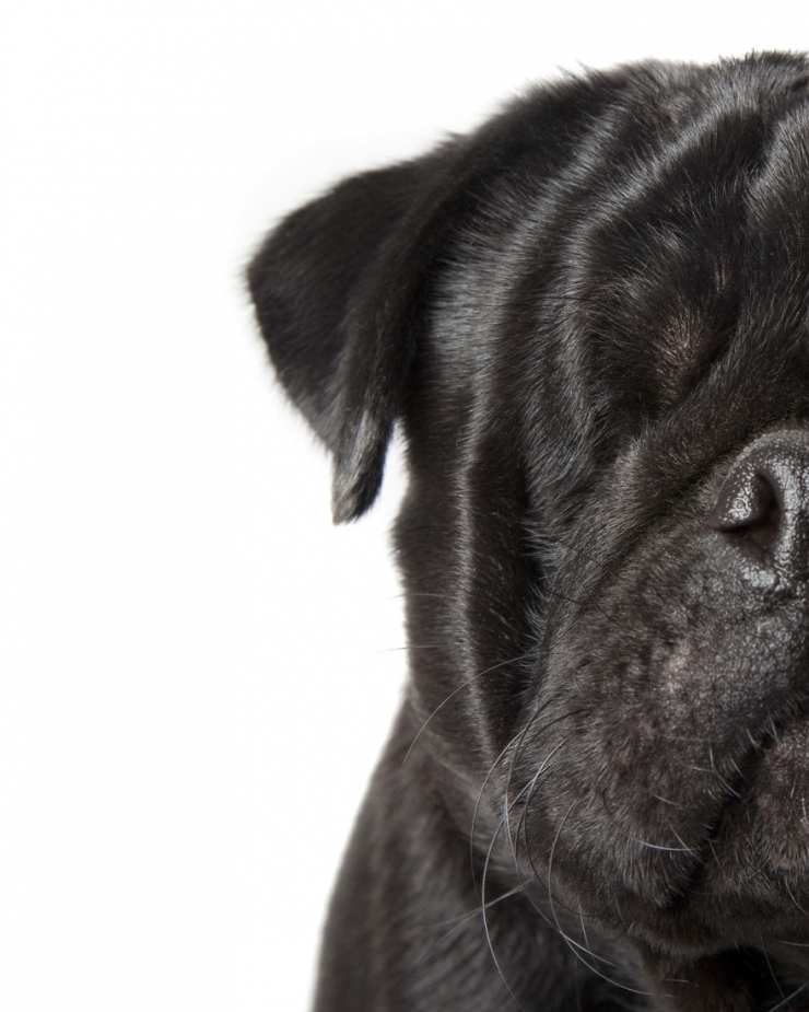 Illustration de l'article : Gravement malades ou handicapés, ces merveilleux animaux ont posé pour Alex Cearns (16 photos)