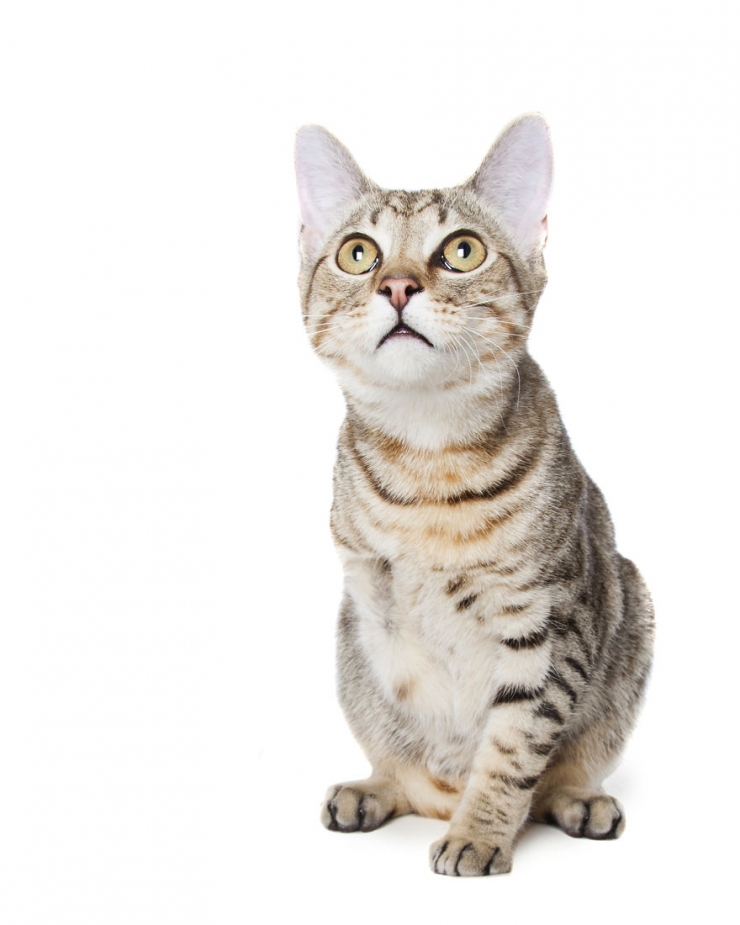 Illustration de l'article : Gravement malades ou handicapés, ces merveilleux animaux ont posé pour Alex Cearns (16 photos)