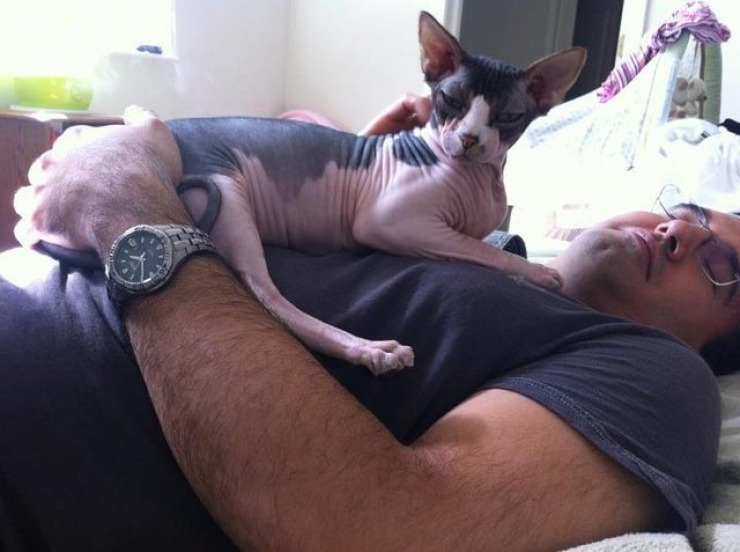 Illustration de l'article : Ces photos de chats sphynx prouvent que l'on n'a pas besoin de fourrure pour être mignon