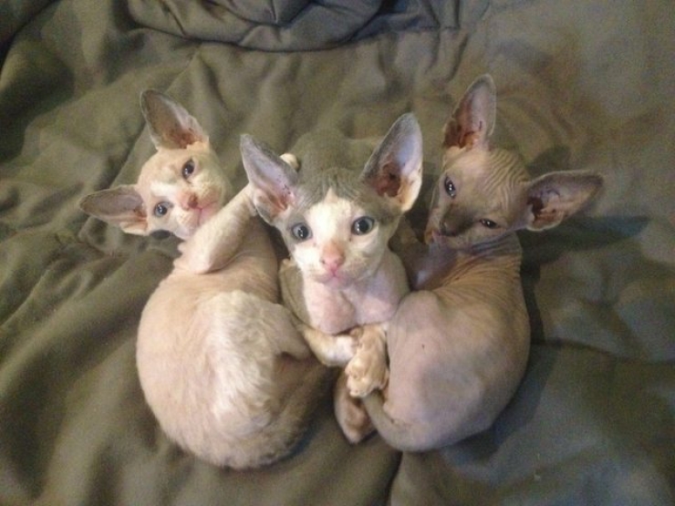 Illustration de l'article : Ces photos de chats sphynx prouvent que l'on n'a pas besoin de fourrure pour être mignon