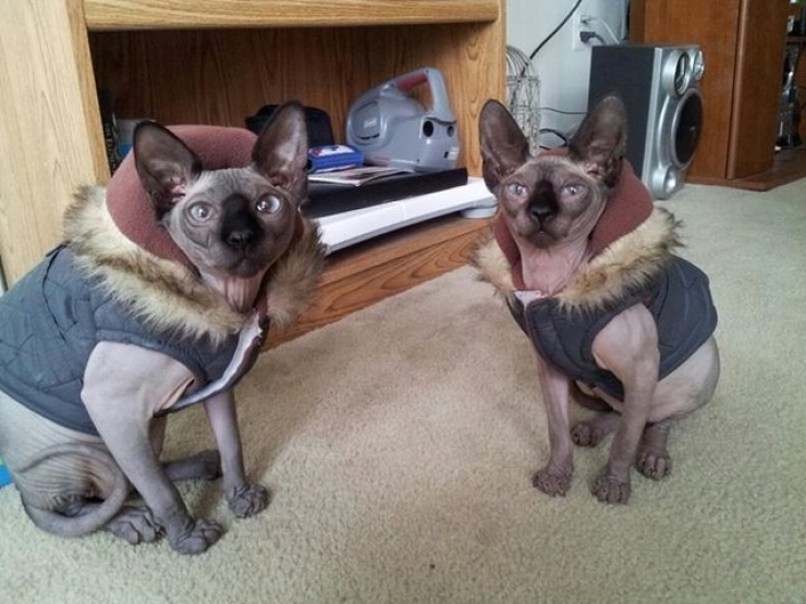 Illustration de l'article : Ces photos de chats sphynx prouvent que l'on n'a pas besoin de fourrure pour être mignon