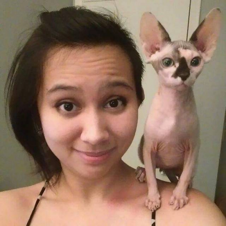 Illustration de l'article : Ces photos de chats sphynx prouvent que l'on n'a pas besoin de fourrure pour être mignon