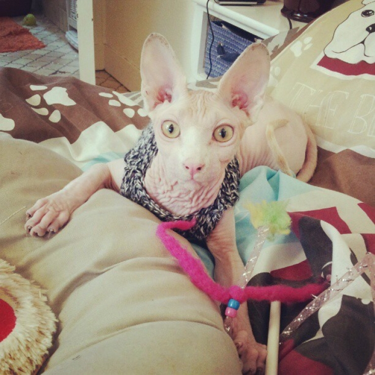 Illustration de l'article : Ces photos de chats sphynx prouvent que l'on n'a pas besoin de fourrure pour être mignon