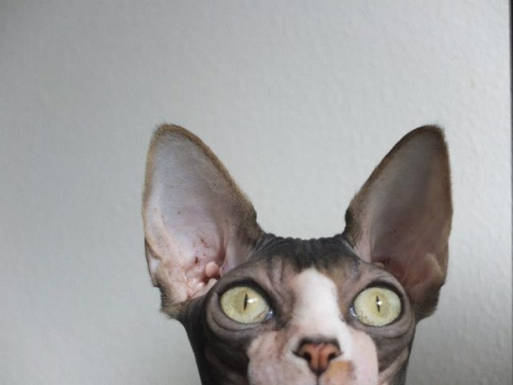 Illustration de l'article : Ces photos de chats sphynx prouvent que l'on n'a pas besoin de fourrure pour être mignon