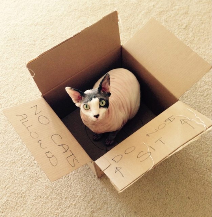 Illustration de l'article : Ces photos de chats sphynx prouvent que l'on n'a pas besoin de fourrure pour être mignon